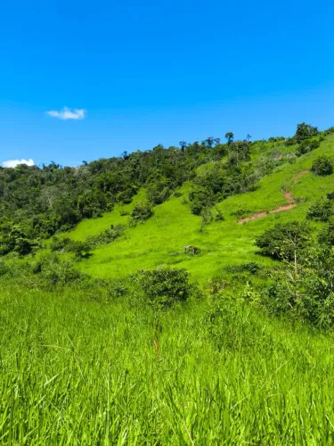fazenda a venda em são Pedro dos ferros. Minas gerais 