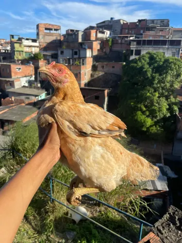 Galinha
