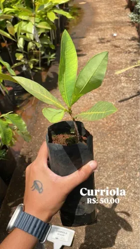 Muda de Curriola