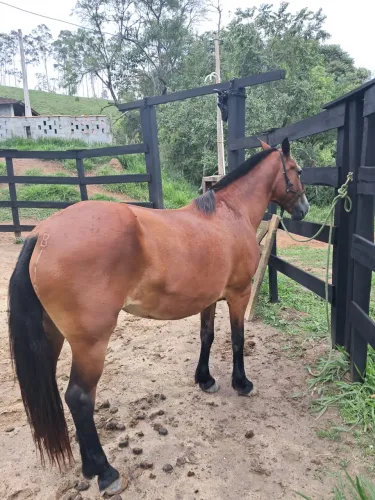 Égua mansa pra criança