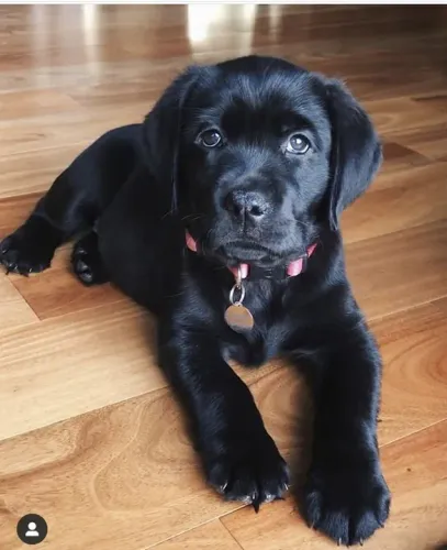 Filhote Labrador Preta black por inteiro 