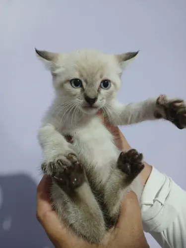 Gatinhos para adoção 