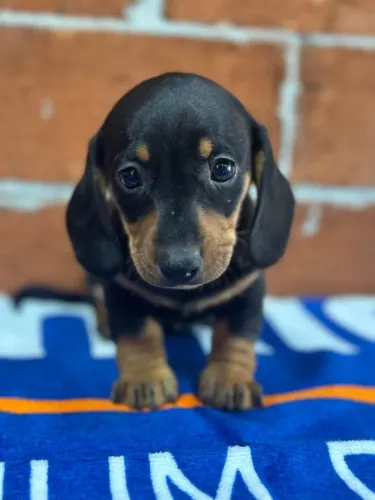 Filhote disponível Basset pelagem preta com caramelo