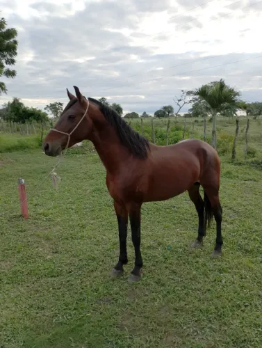 Cavalo Garanhão Mangalarga Machador TOP 4 Anos
