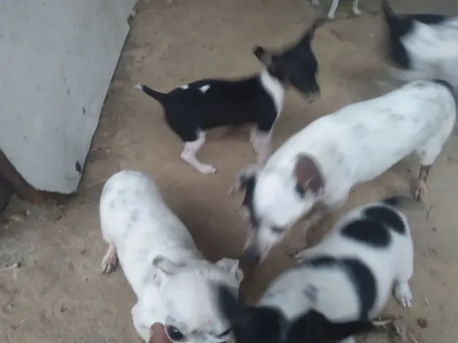 Vende se pinscher 01