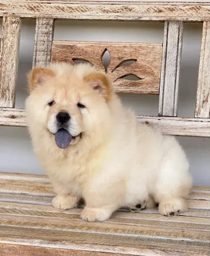 Chow Chow
