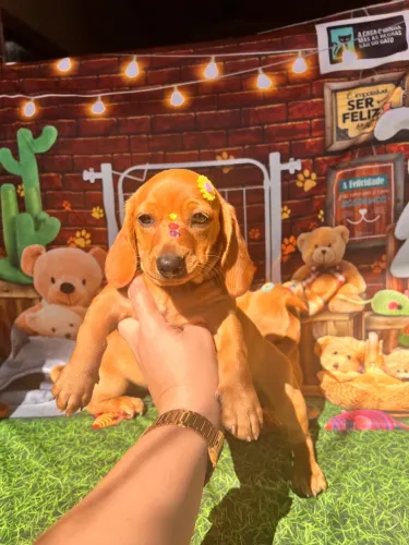 FÊMEA dachshund baixinha pernas curtas pedigree opcional 