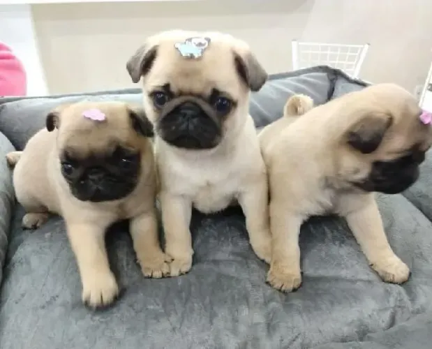 3 filhotes de Pug melhor que muito terapeuta
