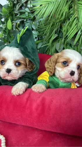 Cavalier king 