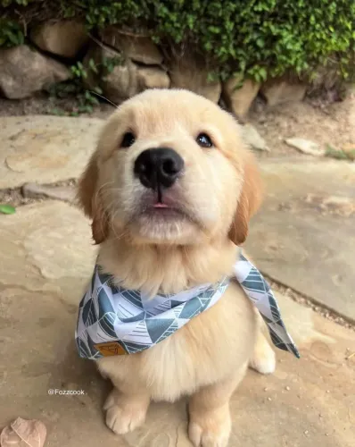 Leve para casa um lindo filhote de Golden Retriever e viva momentos inesquecíveis.