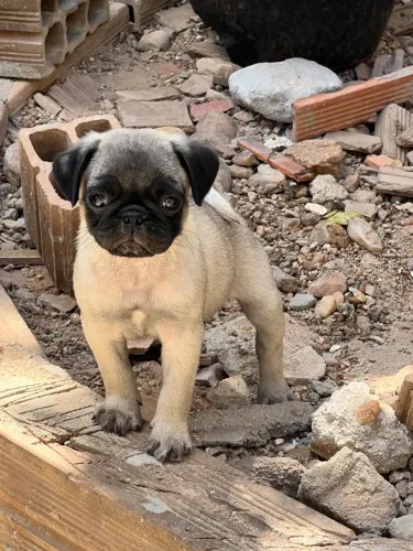 Filhote de pug