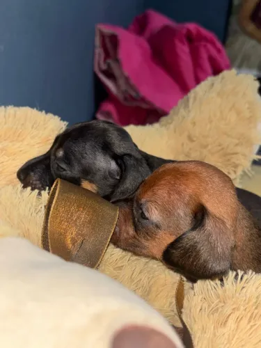 Cachorro filhote dachshound