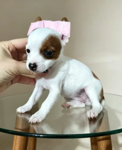 Pinscher Fêmea fofa Atendimento Personalizado
