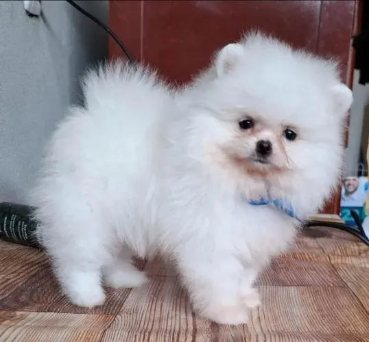 Cachorro Lulu da Pomerania carinho perfeito
