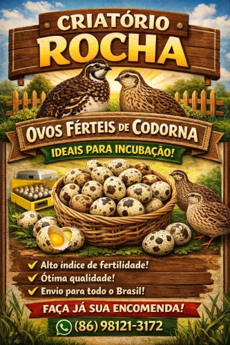 Ovo de codorna férteis