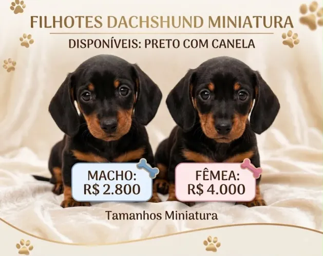 Filhote de dachshund