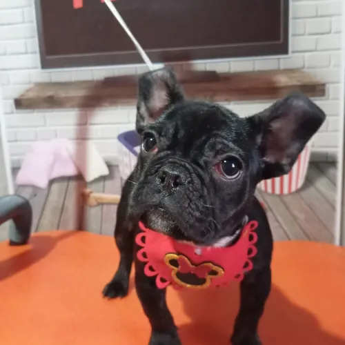 Buldogue francês fêmea Blek