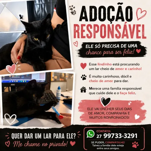 Doação de gatinho