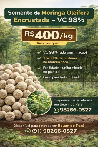 Sementes de Moringa encrustada