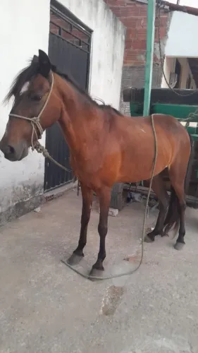 Égua com carroça 