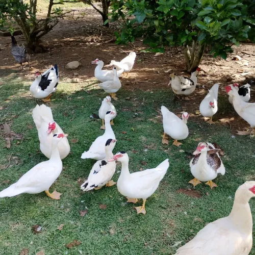 VENDO PATOS.