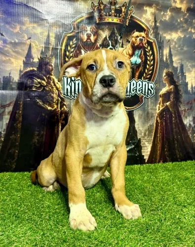 Macho Disponível