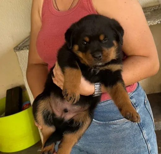 Cachorro 
