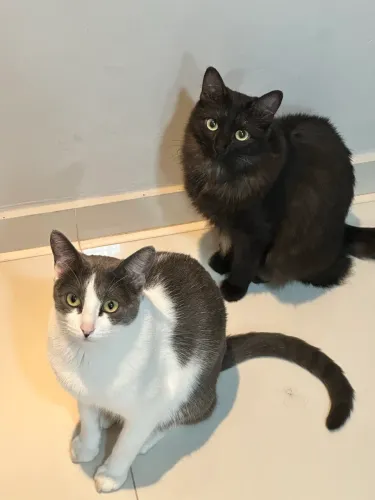 Gatas para adoçao
