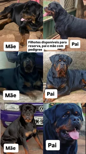 Rotweiller 