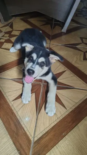 Pet cachorro 