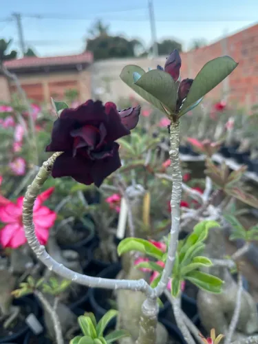 Rosa do deserto negra