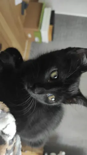 Doação de 3 gatinhos