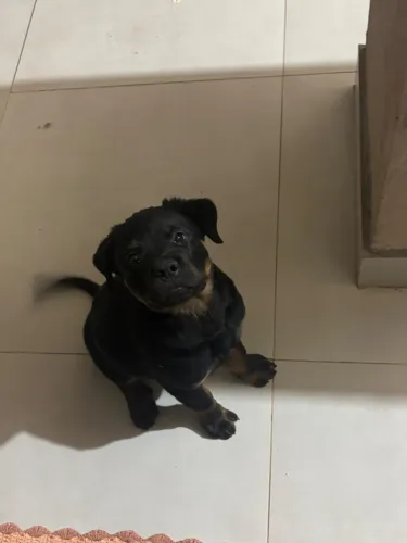 Procuro Rottweiller fêmea para comprar!