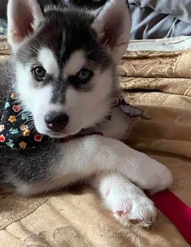 Husky siberiano Uma opção especial para quem está pesquisando filhotinhos