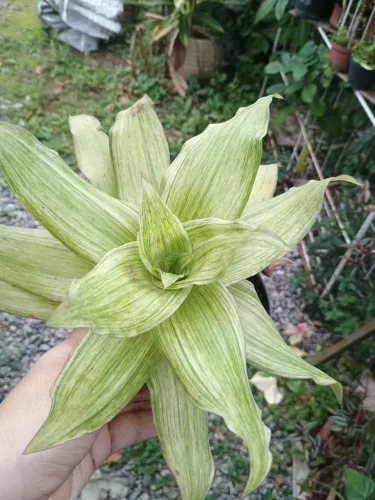 Vendemos plantas 