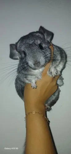 Vendo chinchilas