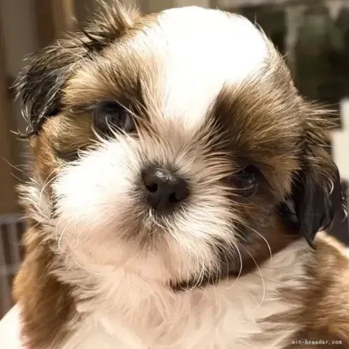 Filhotes pequenos e peludos Shih Tzu/ Shitzu neném macho e fêmea com garantias