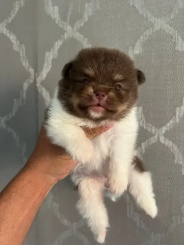 Spitz alemão/ Lulu da pomerania 