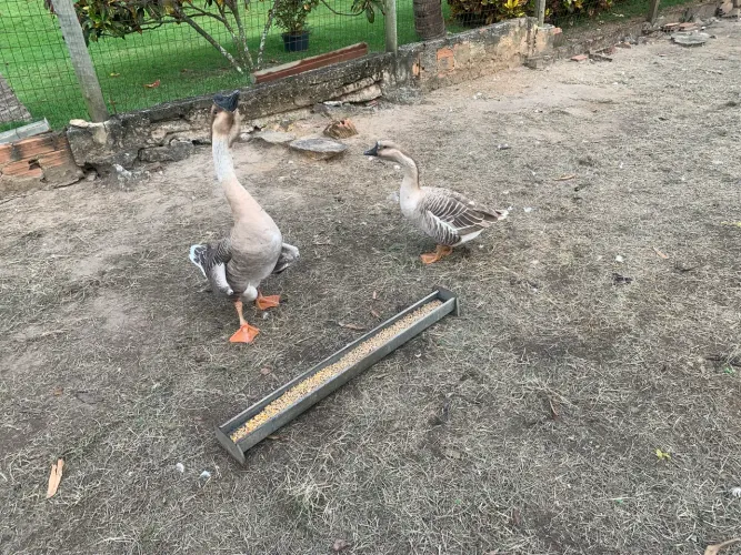 Casal de gansos sinaleiros e uma pata