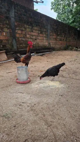 Galo e 2 galinhas 