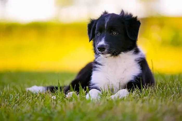Filhote de Border Collie O Filhote Que Aprende Com Facilidade