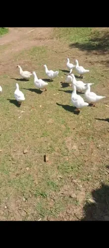 15 patos e patas 