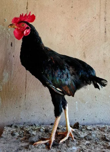 Frango Suro
