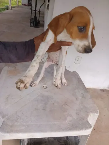 Filhotes de Beagle (bigo)