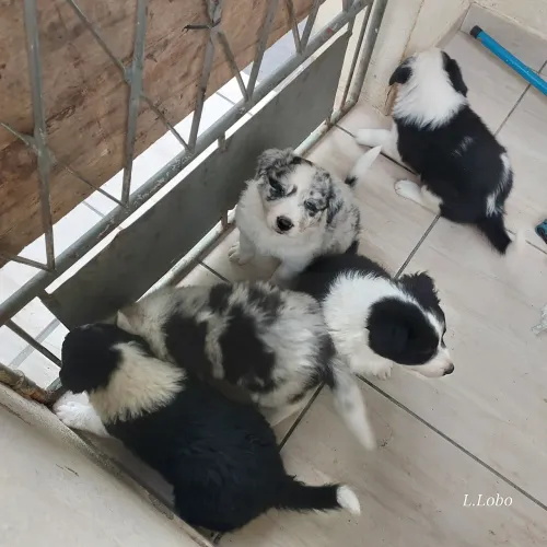 Filhotes de Border Collie