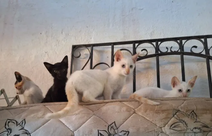 Doação gatos filhotes