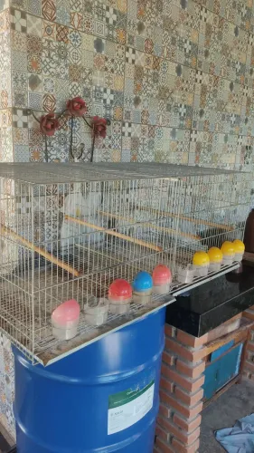 Gaiola voadora para canários belgas