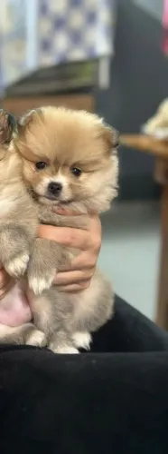 Filhotes de Spitz Alemão - Machinho e Fêmea Disponíveis ?