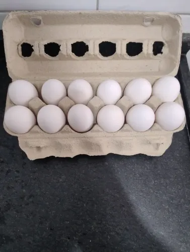 Ovos galados de ameraucana com leghorn
