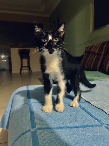 Gata para doação 